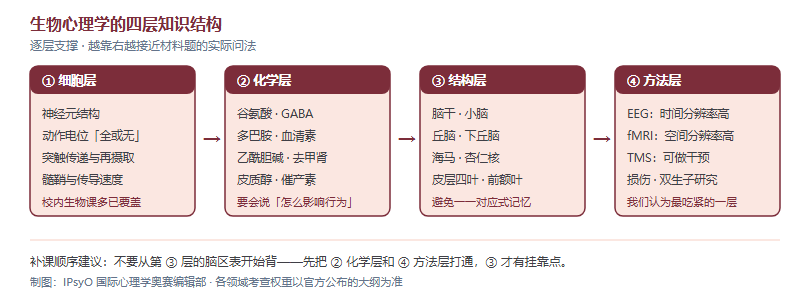 生物心理学四层知识结构：细胞层、化学层、结构层、方法层，逐层支撑，越靠右越接近材料题问法